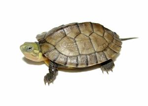 拟水龟,在我国,主要分布于安徽