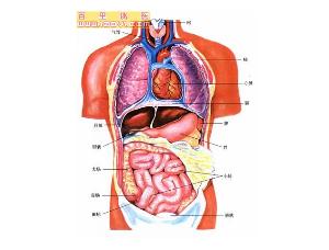 在人体内部,空是物质传递