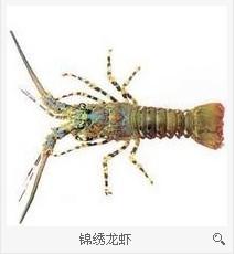 锦绣龙虾
