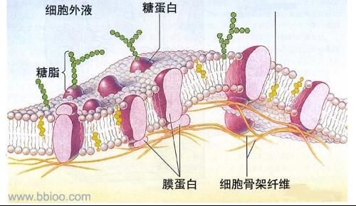 增加细胞膜流动性_细胞膜的流动性是什么_细胞膜流动性