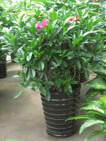 非洲茉莉花+-+搜狗百科