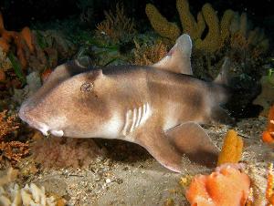 眶崤虎鲨眶崤虎鲨(学名:heterodontus galeatus)是虎鲨属
