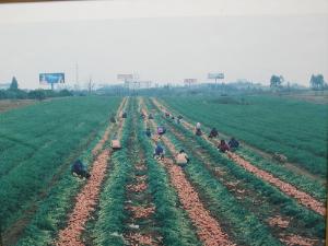 广西南宁宾阳县王灵镇