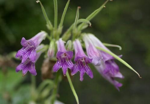 【植物形态】牛耳朵,多年生草本.根茎粗壮