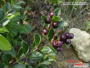 > 资讯中心          赤楠(学名:syzygium buxifolium)为桃金娘科蒲桃