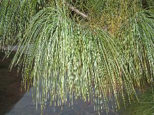 乔松 - 搜搜百科