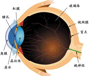 2)盲部:衬附于虹膜,睫状体内面,无感光作用.