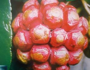 人面果+-+搜搜百科