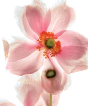 秋牡丹+-+搜搜百科