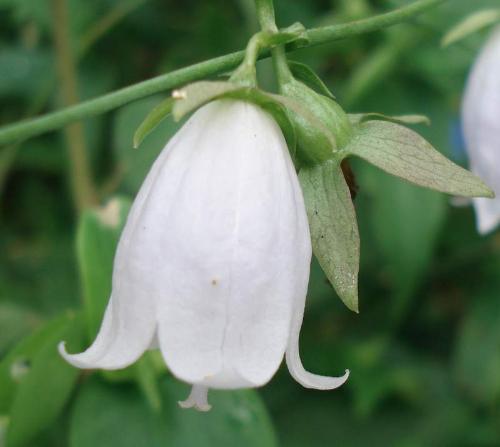 ladybell【别名】苨,菧苨,甜桔梗,土桔梗,空沙参,梅参,长叶沙参