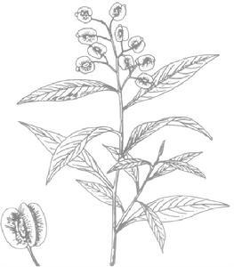 jacq    英文名 clammy hopseedbush   科名无患子科   科拉丁名
