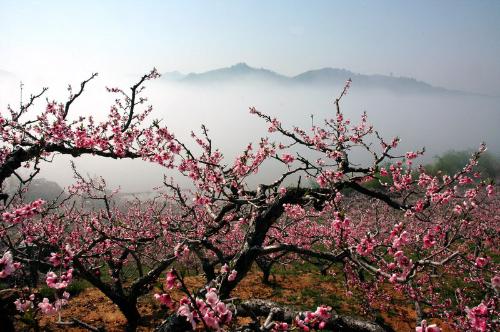 龙泉桃花节