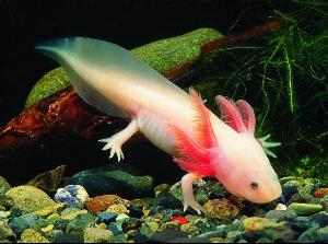 六角恐龙 又名:美西螈ambystoma mexicanum