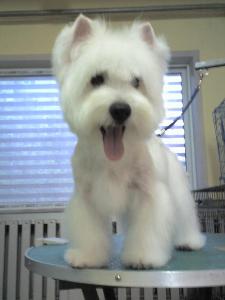 西高地白梗+-+搜搜百科