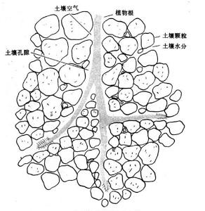 第八章土壤胶体及其对离子的吸附交换作用.
