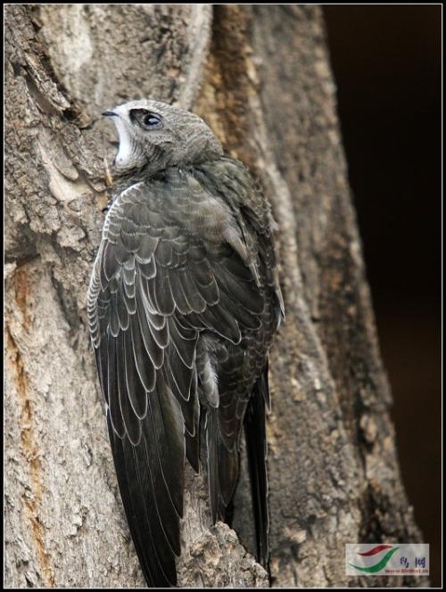 雨燕360体育免费直播NBA全场高清无插件实时观看体验