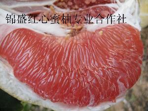 平和县锦盛红心蜜柚专业合作社