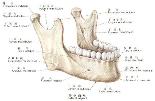 升支部后缘与下颌骨下缘相交处称为下颌角