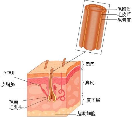 在北京,做个毛发移植价格大概在多少?