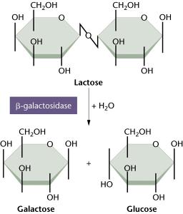乳糖不耐症+-+搜搜百科