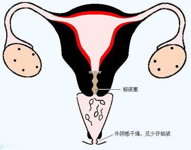 <em>女性</em>有两根<em>输卵管</em>,根据功能分为:起始部