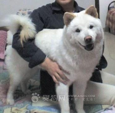 广东熊狗:又名松毛犬,松熊犬,蓑衣犬,狮毛犬.