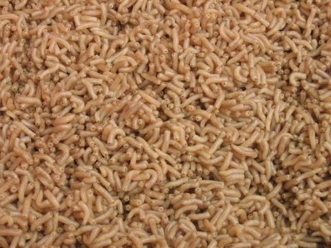 蝇蛆-+搜搜百科