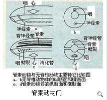 (三)幼体及变态    柄海鞘成体的形态结构与典型的脊索动物有很大