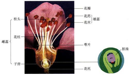 柱头,花柱和子房b.花药和花丝c.花药,花丝和花柱d.