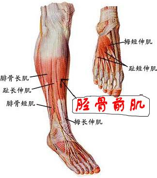 作用为伸踝关节(背屈,使足内翻.