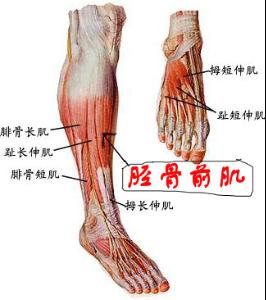 相关百科 胫骨前肌 tibialis anterior:起自胫骨外侧面,肌腱向下经
