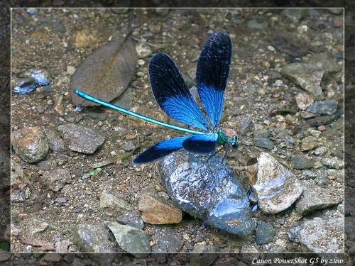 黑色蟌 - 搜狗百科