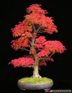 枫树盆景
