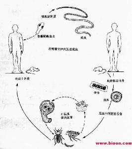 微小膜壳绦虫