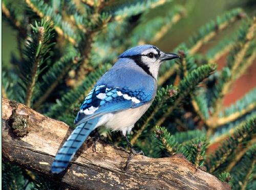 [br]蓝松鸦(蓝鸟)blue jay (cyanocitta cristata)-一种漂亮鸣鸟,体长