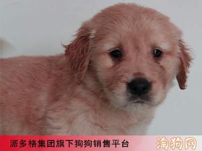 但这条名叫卡拉的杂种狗却是老二生活中全部