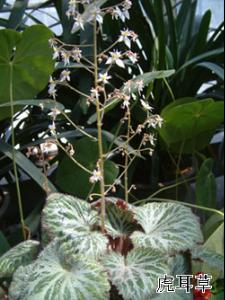 老虎草