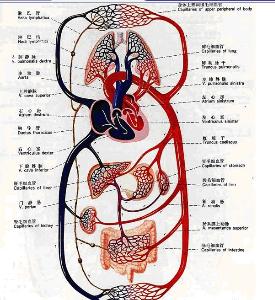 血液循环图