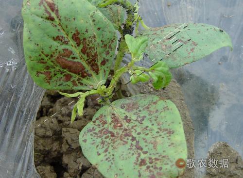 半知菌亚门+病害类型