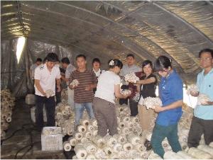 食用菌生产基地   2011年7月上旬合肥立新食用菌种培训学校部分学员在