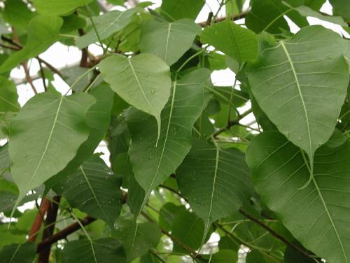 菩提叶-+搜搜百科