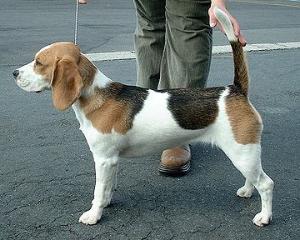 beagle;; 米格鲁; 小猎犬