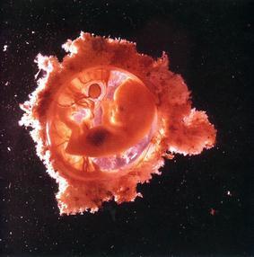 先形成的胚胎为桑椹胚(胚胎的形状像桑椹)