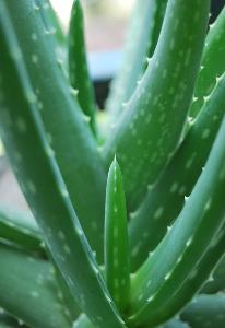 为保证芦荟是绿色天然植物