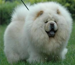 别以为它那副融融的熊人毛会是很好抱的