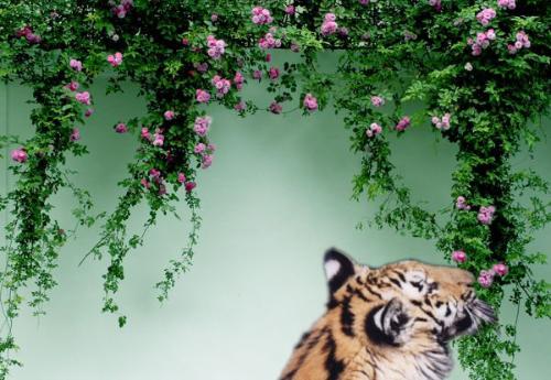 嗅蔷薇+-+搜搜百科