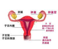 主要是指<em>女性生殖器官</em>的