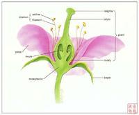 子房-+搜搜百科