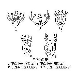 花萼,花冠和雄蕊群着生在雌蕊