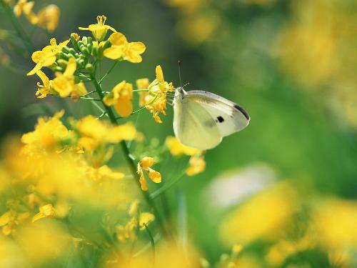 二十四番花信风不仅反映了花开与时令的自然现象